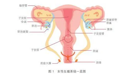 新疆女人下面是怎么发育的呢2025女性健康新知营养运动与女性生殖健康