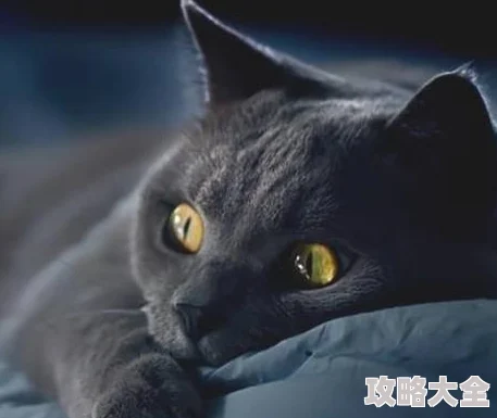 揭秘猫咪斗恶龙3：高效获取劫掠者头巾的绝密方法